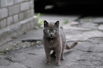 Gray cat outside looks directly at the camera