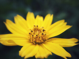 yellow flower
