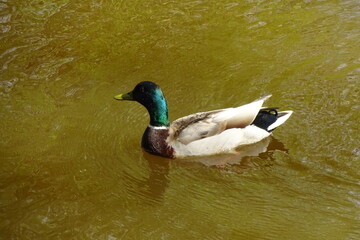 One single male wild duck with a bright green head and yellow beak swimming in the pond's brown water. Ripple and waves in the water around the duck. Sunny summer or spring day.