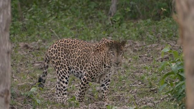 Leopard (Panthera pardus) is alert, Tadoba, Chandrapur, Maharashtra, India