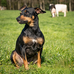 Mischlingshund auf einer Kuhweide.Symbolfoto.