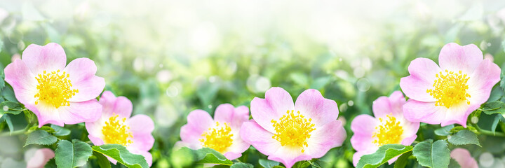Blooming rosehip bush. Banner with beautiful pink flowers in the summer forest.