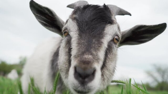 Young Goat Standing in a Meadow with Green Grass.  Goat With Interest Looks Into Camera. Livestock Concept. 4k Footage