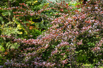 Beautiful purple foliage on curved branches of Berberis thunbergii Atropurpurea bush. Blurred background of evergreen plants. Selective focus. Nature concept for design.