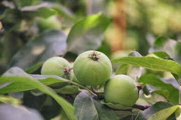 Green unripe apples growing on a apple tree
