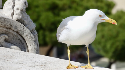 Möwe, Seemöwe, Nahaufnahme