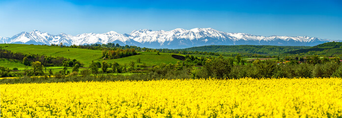 Snowy Carpathian Mountains and rapeseed field - Spring in Romania