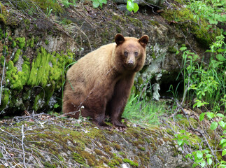 Obraz na płótnie Canvas Brown bear in Skagway Alaska