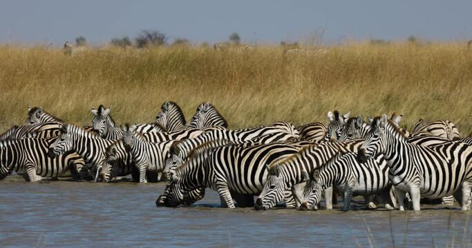 Slow motion close-up panning view of a small herd of zebras drinking at a waterhole.  Zebra Migration Botswana