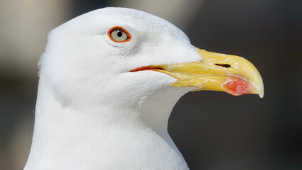 Möwe, Seemöwe, Nahaufnahme