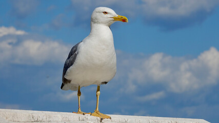 Möwe, Seemöwe, Nahaufnahme