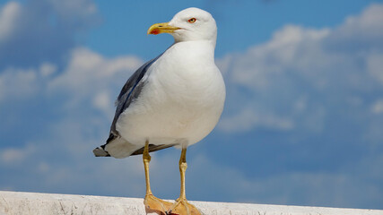 Möwe, Seemöwe, Nahaufnahme
