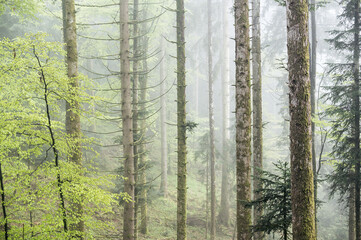 Obraz premium misty and rainy spring forest in Emmental