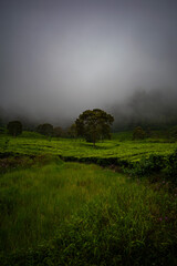 misty morning in the mountains