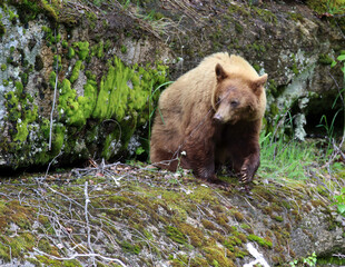 Fototapeta na wymiar Brown bear in Skagway Alaska