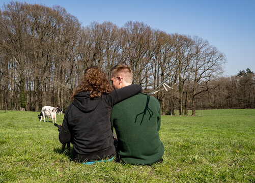 Milchviehhaltung  - Kühe auf der Weide. Landwirtschaftliches Symbolfoto.