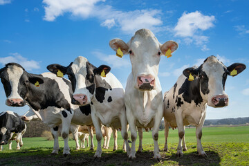 Weidehaltung von Rindvieh - K&uuml;he auf der Weide, lustige Formation.