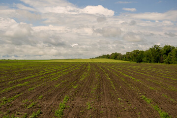 Fototapeta na wymiar ploughed field with planted plants. part of the field is occupied under large plants. the sky is covered with a lot of white and thick clouds