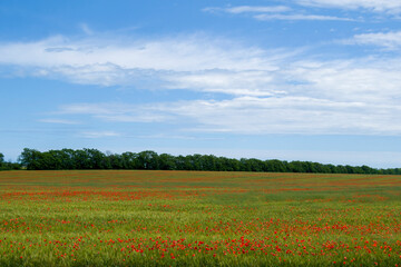 field with blooming red poppies. in the background blue sky with blurred clouds
