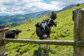 Cows grazing on grassy meadow in highland