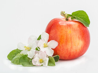 Apple trees flower and apple
