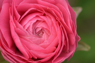 Naklejka premium Ranunculus pink flower closeup, almost open flower with beautiful fragile petals.