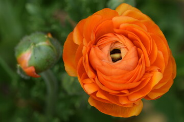 Persian buttercup orange flower, ranunculus flower and bud. - obrazy, fototapety, plakaty
