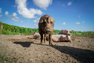 Outdoor - Schweinehaltung, Sauen ziehen ihre Ferkel auf der Weide, Landwirtschaftliches  Symbolfoto.