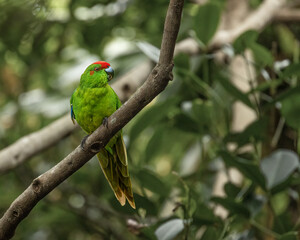 Green Parrot