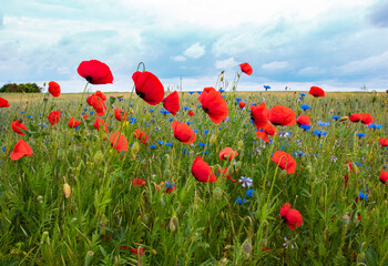 czerwony mak, maki, łąka, polana, niebo, kwiatki, krajobraz, widok, kwiaty polne © Karolina