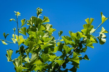 Ginkgo tree (Ginkgo biloba) or ginkgo tree in landscaped garden. Branch with bright green new leaves against blue summer sky. Selective focus. Nature concept fresh wallpaper. Place for your text