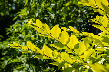 Large beautiful inflorescences of white tree hydrangea on a blurred dark green background. Selective focus. Close-up. White Flower in  sunlight. Nature concept for design.