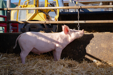 Tierwohl - Haltung von Bioschweinen in eingestreute Aussenbuchten.