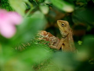 Asian Chameleon isolate on green leaves natural blur frame, animal lifestyle concept.