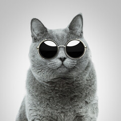 Beautiful cool british hipster cat with vintage round sunglasses in studio.