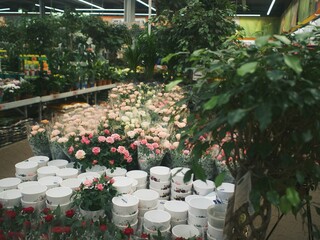 
shop all for garden and vegetable garden, houseplants, monstera and cacti sale