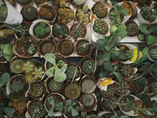 
shop all for garden and vegetable garden, houseplants, monstera and cacti sale