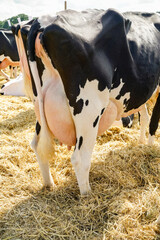 Landwirtschaftliche Tierschau - Kühe mit prallem Euter im eingestreuten Wartebereich einer...
