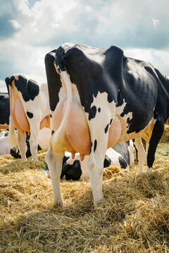 Landwirtschaftliche Tierschau - Kühe mit prallem Euter im eingestreuten Wartebereich einer Tierschau.