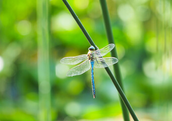 Libelle auf Halm