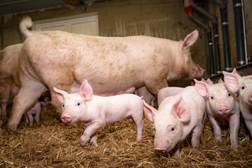 Fototapeta na wymiar Lustiges Schweinefoto - einige Ferkel mit ihrer Muttersau im eingestreuten Strohstall.