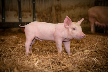 Tierwohl bei Schweinen, niedliche Ferkel stehen im Strohstall.