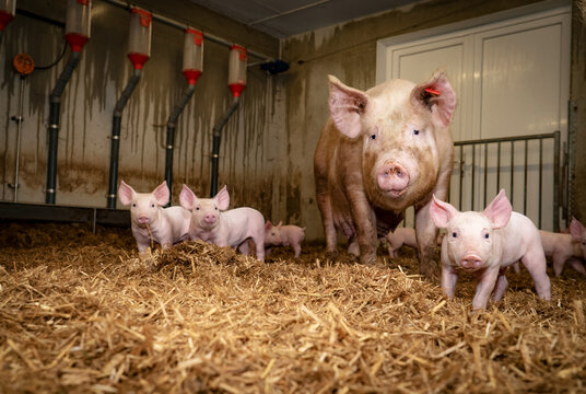 Lustiges Schweinefoto - einige Ferkel mit ihrer Muttersau im eingestreuten Strohstall.