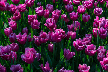 Purple tulips in the sunlight. Blooming purple flowers are growing in the sun. Keukenhof with purple tulips