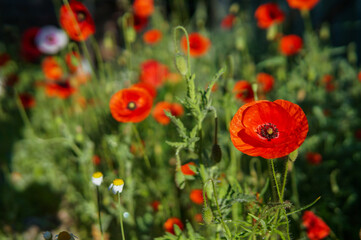 open bud of red poppy flower in the field. wonderful sunny afternoon weather of  countryside