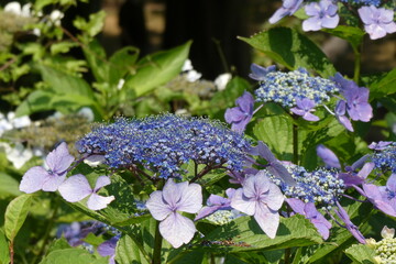 ガクアジサイの花。