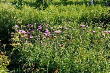 Purple shaggy flowers of Cirsium arvense on a summer meadow. Cirsium arvense flowers close - up