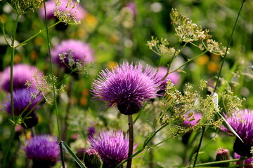 Purple shaggy flowers of Cirsium arvense on a summer meadow. Cirsium arvense flowers close - up