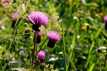Purple shaggy flowers of Cirsium arvense on a summer meadow. Cirsium arvense flowers close - up