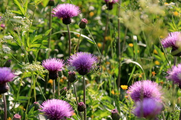 Purple shaggy flowers of Cirsium arvense on a summer meadow. Cirsium arvense flowers close - up
